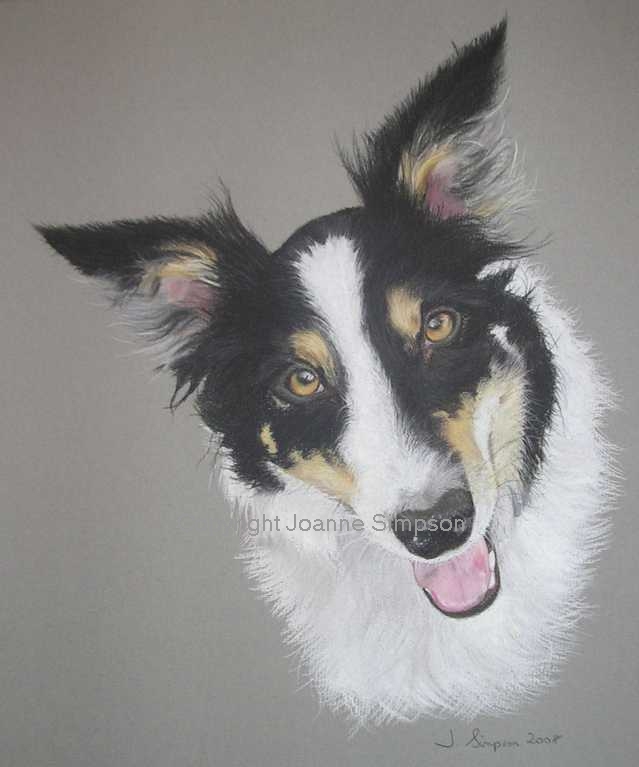 Tri coloured Border Collie portrait by Joanne Simpson